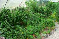 horizontal flow reedbed